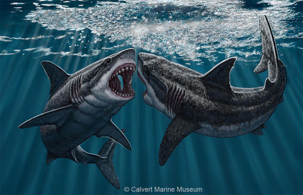 megalodons